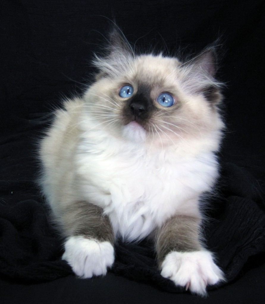 Duchess4